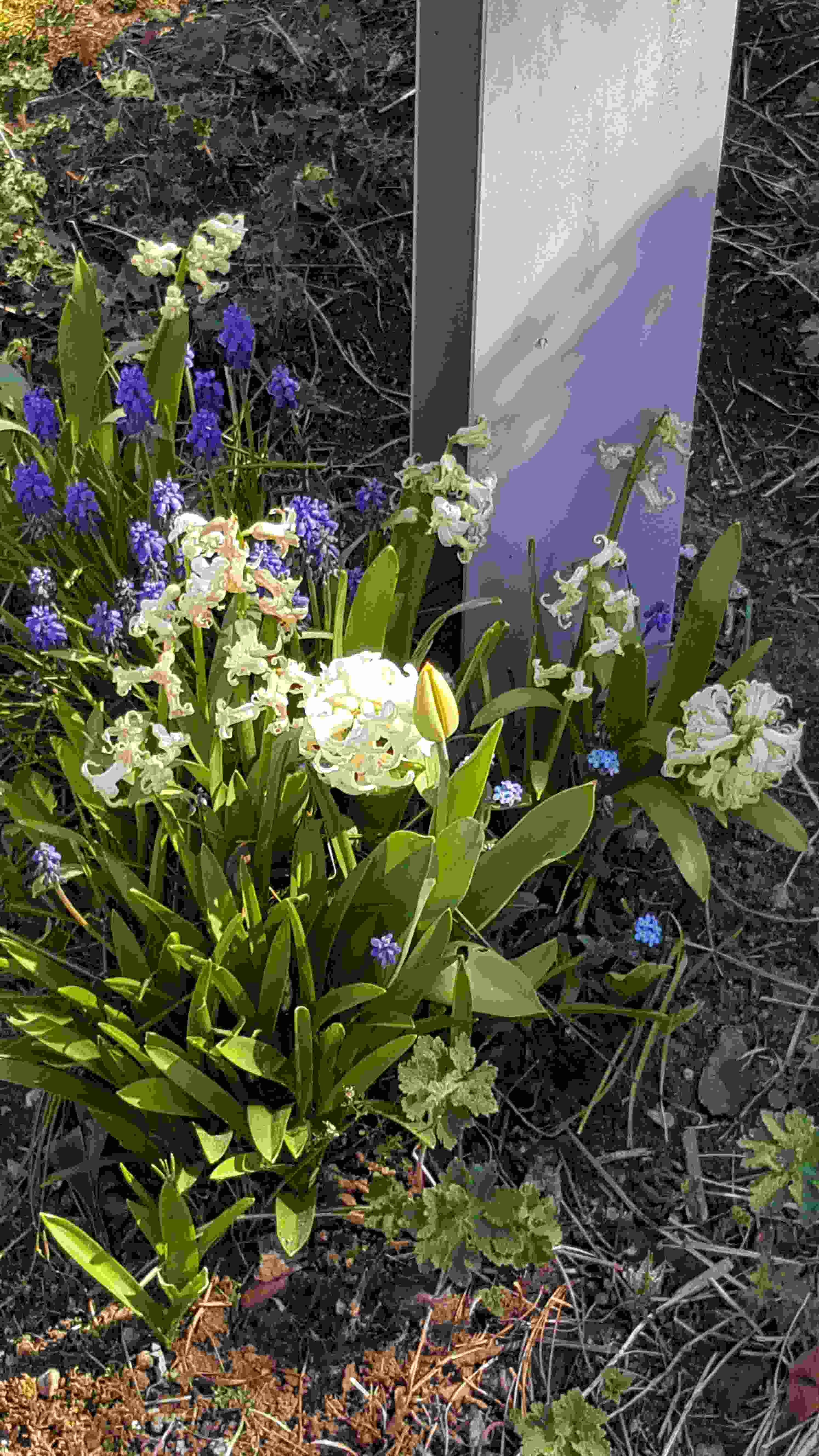 jacinthe bl et muscaris20200411_114826.jpg